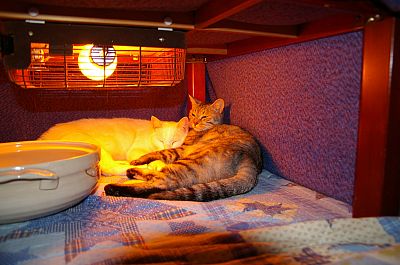 猫鍋