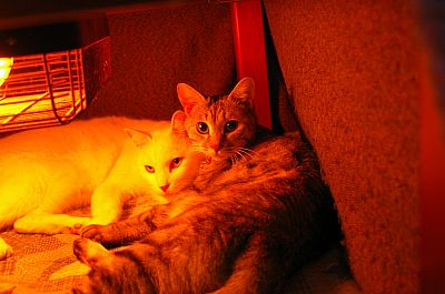 猫鍋