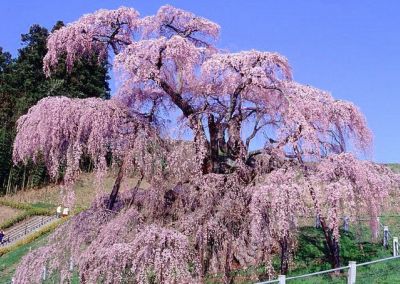 滝桜