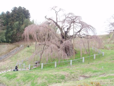 滝桜