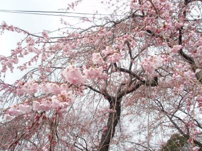滝桜