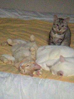 私のペット