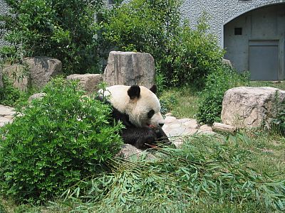 パンダ