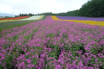 お花畑