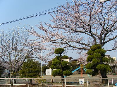 お花見