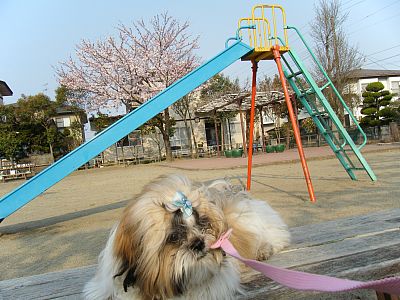 お花見