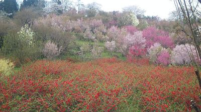 花見山