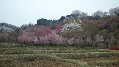 花見山