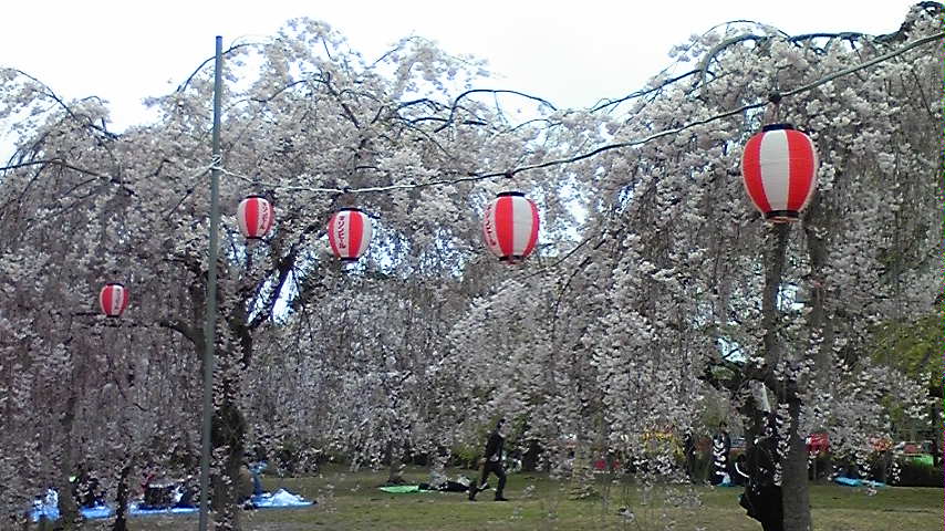 お花見