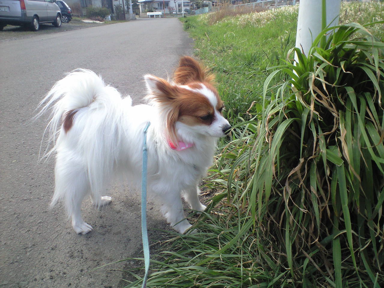 春