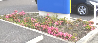 さーいーたー