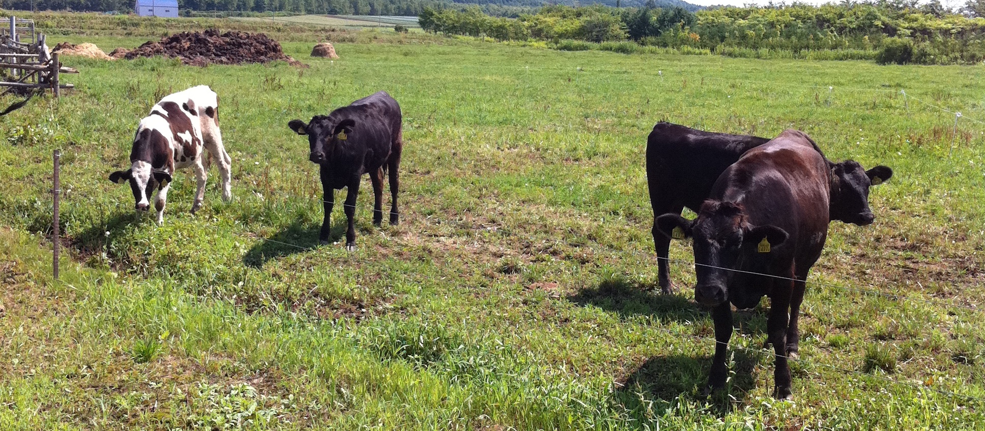 私の趣味（つづき）
