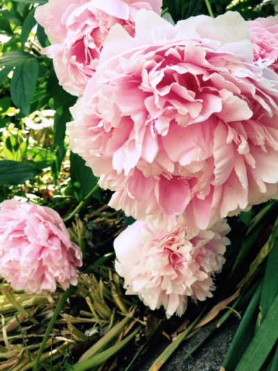 チーズの宝石箱や～