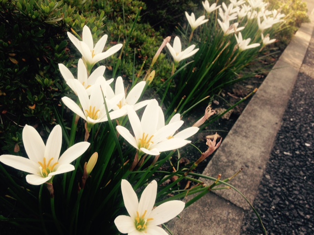 いつか芽吹く時が。