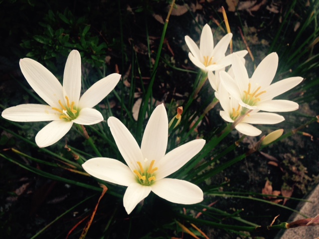 いつか芽吹く時が。