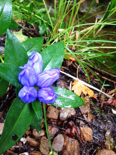 今日はみんなでハイキング