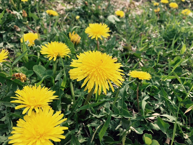 活動再開です！