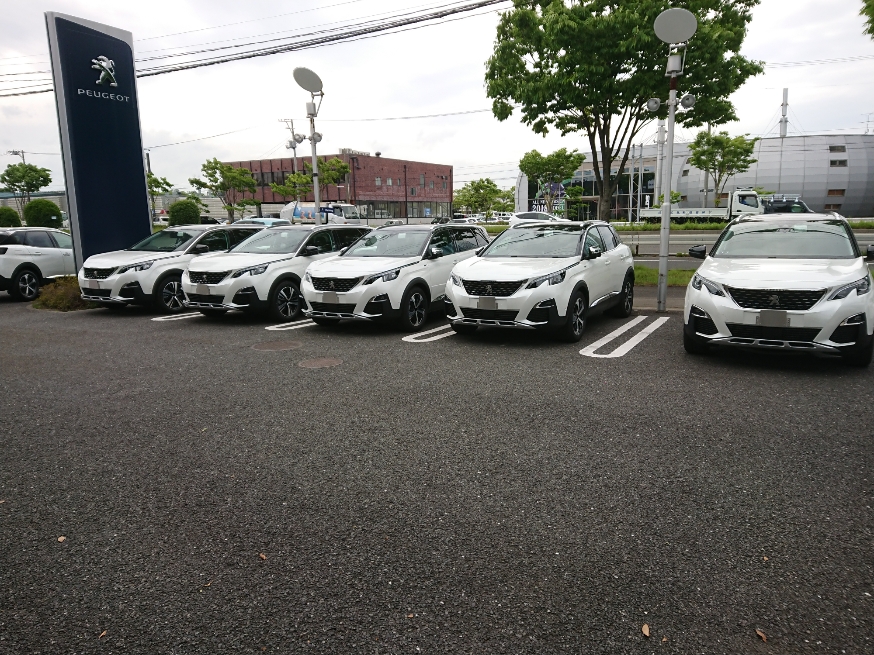 白いライオンが押し寄せるショールーム・・・