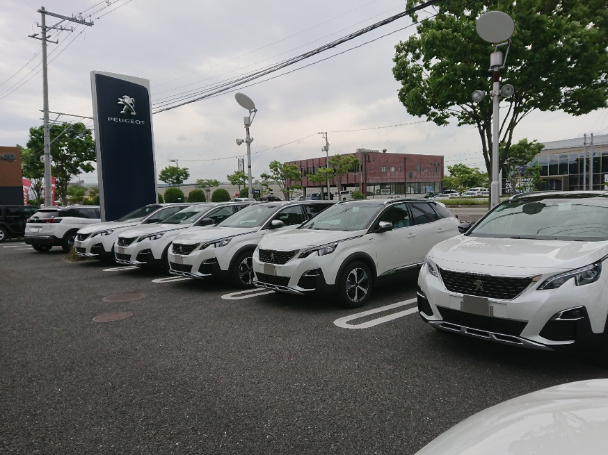 白いライオンが押し寄せるショールーム・・・