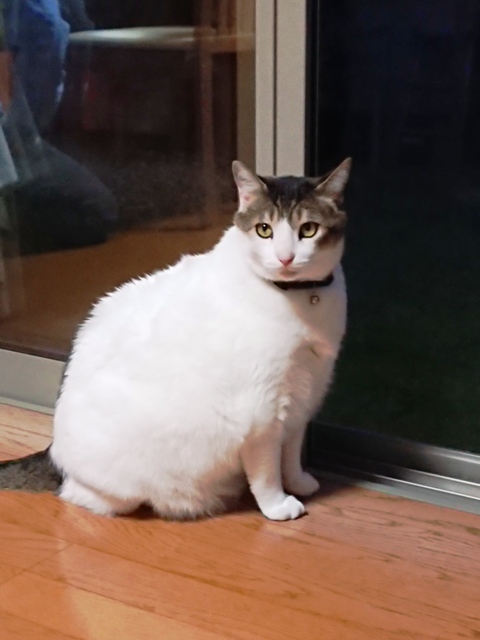 【プライベートネタ】回鍋肉＆BBQパーティー