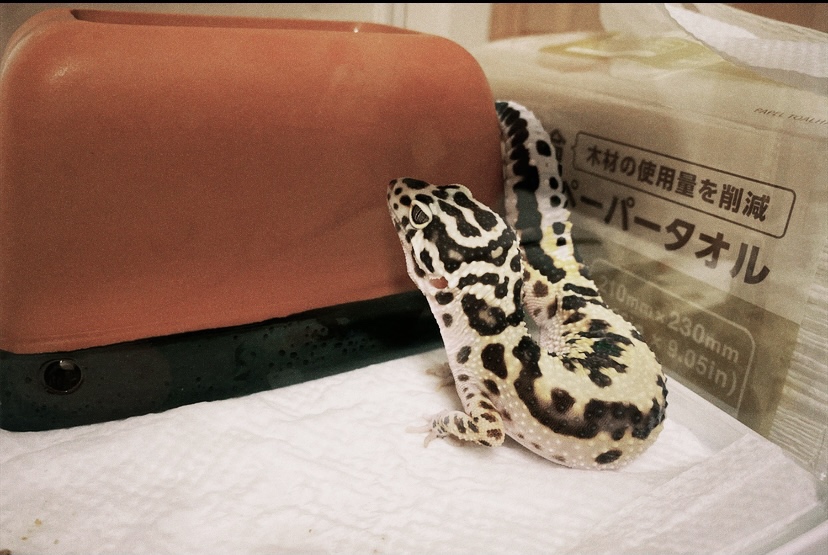 ショールーム展示車両を入れ替えしました！