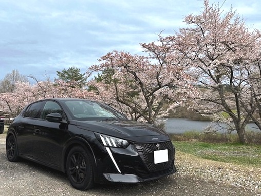 プジョーと桜
