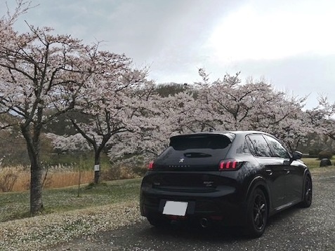 プジョーと桜