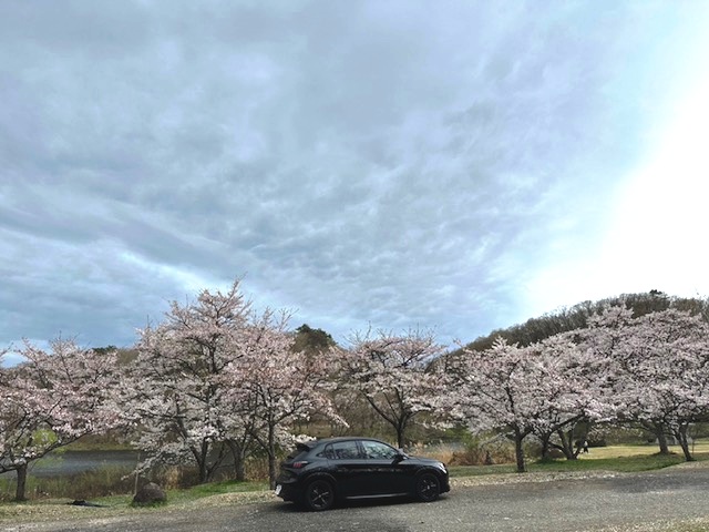 プジョーと桜